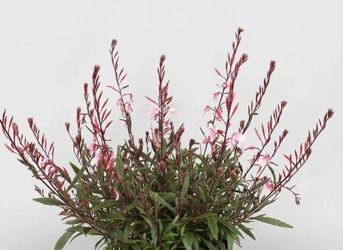 Gaura Cherry Brandy Gaura lindheimeri