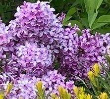 Lilak Meyera Palibin Syringa Meyeri 2l