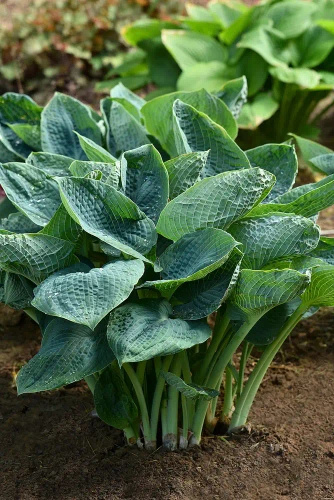 Funkia Big Daddy Hosta