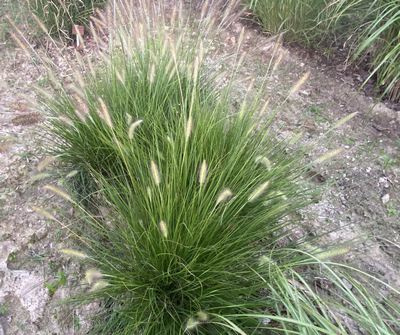 Rozplenica Japońska Gelbstiel Pennisetum Alopecuroides 9