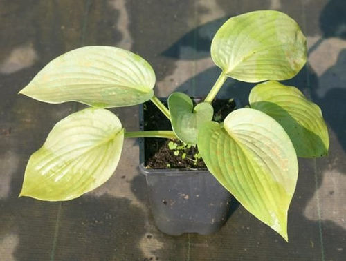 Funkia Elegans Hosta