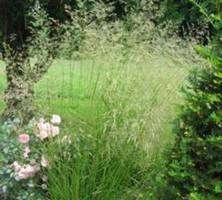 Śmiałek Darniowy Goldtau Deschampsia Caespitosa 1l
