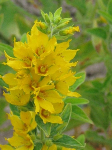 Tojeść Kropkowana Lysimachia Punctata 9