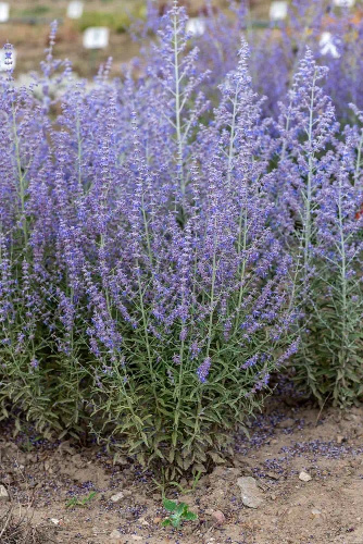 Perowskia Łobodolistna Jelena Perovskia Atriplicifolia
