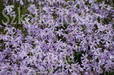 Floks Szydlasty Emerald Cushion Blue  Phlox subulata 9