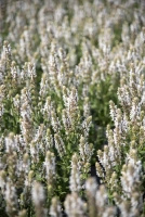 Szałwia omszona Salute White Salvia nemorosa 9
