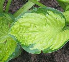 Funkia Rainforest Sunrise Hosta  2l