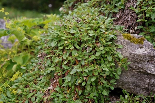 Dębik ośmiopłatkowy Dryas octopetala 1l