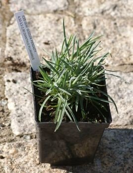 Goździk pierzasty Iced Gem Dianthus plumarius 9 