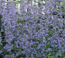 Kocimiętka Fasena Walker's Low Nepeta Faassenii 9