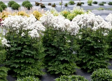 Rutewka Orlikolistna Nimbus White Thalictrum Aqulegiifolium 1l