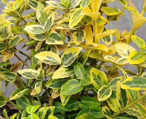 Trzmielina fortunea Emerald'n Gold Euonymus fortunei