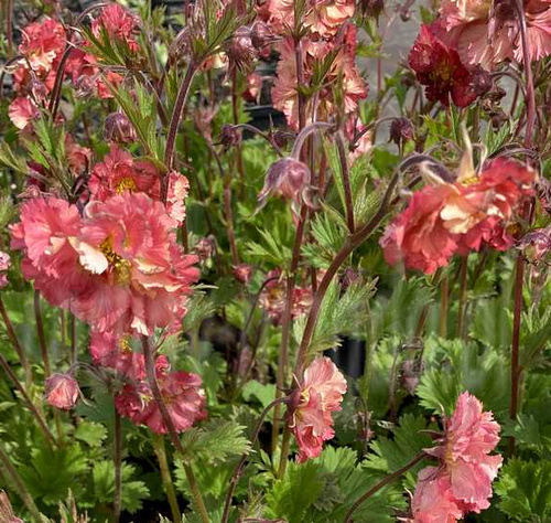 Kuklik Flames of Passion Geum 9