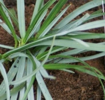 Sesleria skalna Sesleria Caerulea 