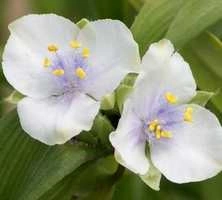 Trzykrotka ogrodowa biała Tradescantia Andersoniana 9