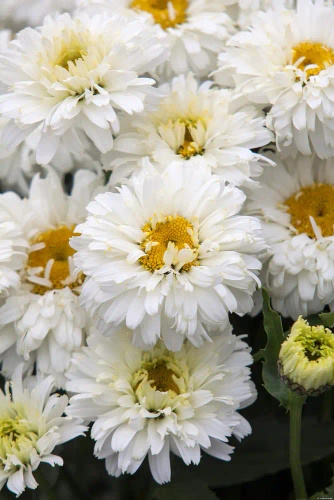 Złocień Wielki Macaroon Leucanthemum Maximum
