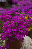 Floks Szydlasty Spring Hot Pink Phlox subulata 9