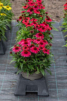 Jeżówka SunMagic Vintage Red Echinacea