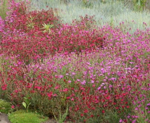 Goździk kropkowany C. czerwony Dianthus deltoides 9