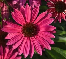 Jeżówka Magenta Pearl Echinacea