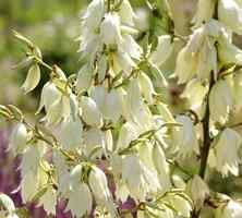 Juka Karolińska Yucca Filamentosa 1l