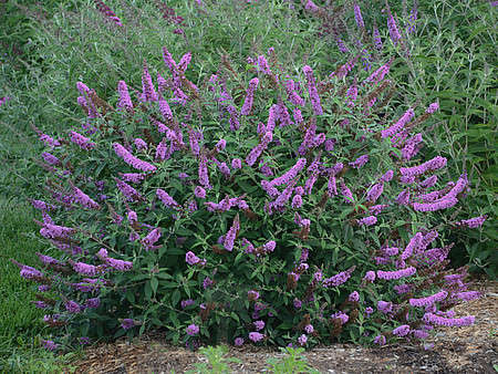 Budleja Dawida Lavender Cupcake Buddleja Davidii 1l