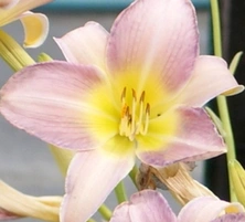 Liliowiec Catharine Woodbury Hemerocallis11