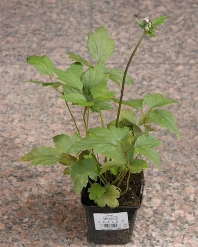 Zawilec Pretty Lady Maria Anemone Hybrida 9