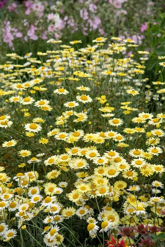 Rumian E.C. Buxton Anthemis hybrida