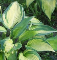 Funkia June Hosta 1l