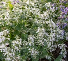 Kocimiętka Fasena Snowflake Nepeta Faassenii