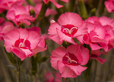 Goździk pierzasty Angel of Hope Dianthus plumarius 9