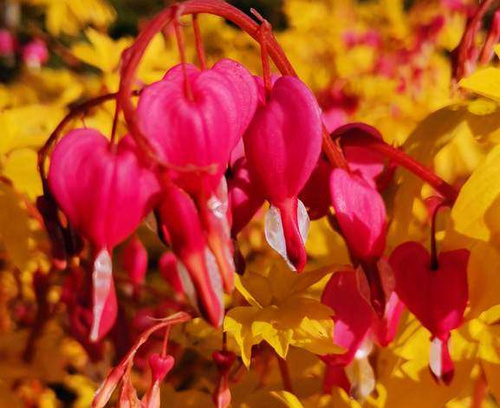Serduszka okazała Gold Heart Dicentra Spectabilis 9-1l