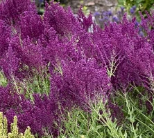 Szałwia omszona Schwellenburg Salvia nemorosa