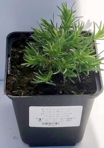 Floks szydlasty Purple Beauty Phlox subulata 9