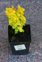 Berberys Thunberga Golden Tower Berberis Thunbergii 1l