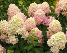 Hortensja bukietowa Queen Ballerina Hydrangea paniculata 1l