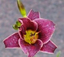 Liliowiec Little Missy Hemerocallis