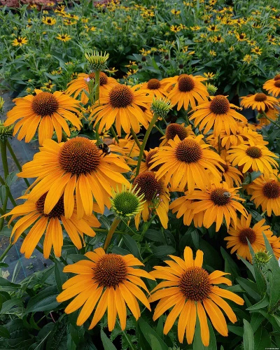 Jeżówka Honey Skipper Echinacea 9