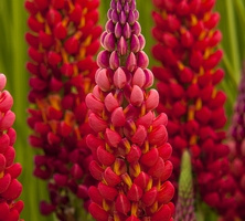 Łubin Towering Inferno Lupinus hybrida