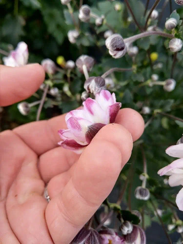 Zawilec Garden Breeze Pink Touch Anemone Hybrida