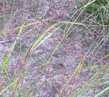 Proso Rózgowe Hanse Herms Panicum Virgatum 9