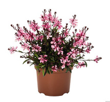 Gaura Graceful Pink Gaura lindheimeri