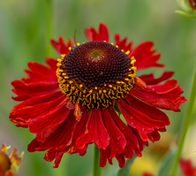 Dzielżan Moerheim Beauty Helenium hybridum