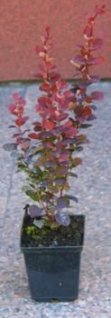 Berberys Thunberga Hot Chocolate Berberis Thunbergii 9-1l