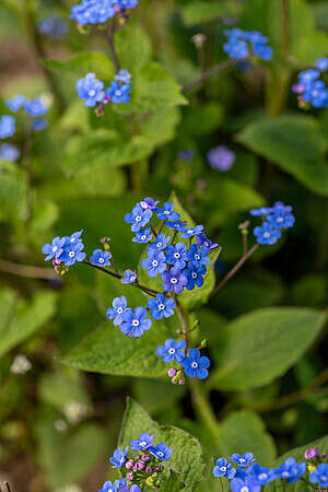 Brunnera wielkolistna Brunnera macrophylla 11