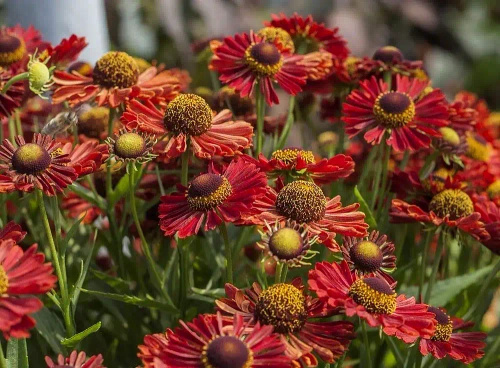 Dzielżan Jesienny Ranchera Helenium Autumnale 1l