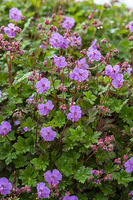 Bodziszek kantabryjski Karmina Geranium cantabrigiense 
