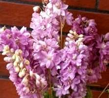 Ostróżka ogrodowa Astolat Delphinium Pacific 1l