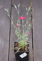 Goździk siny Czerwony Dianthus gratianopolitanus 9